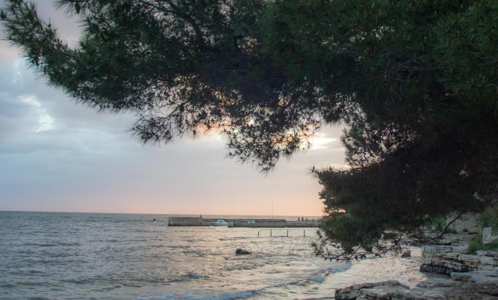 Stapo Umag